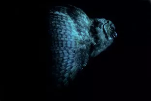 Rising Doom - Mondkopf