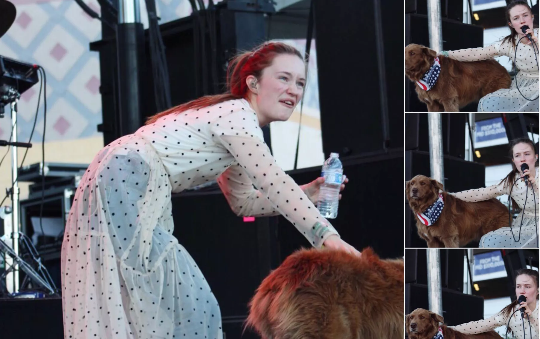 En hund etter musikk