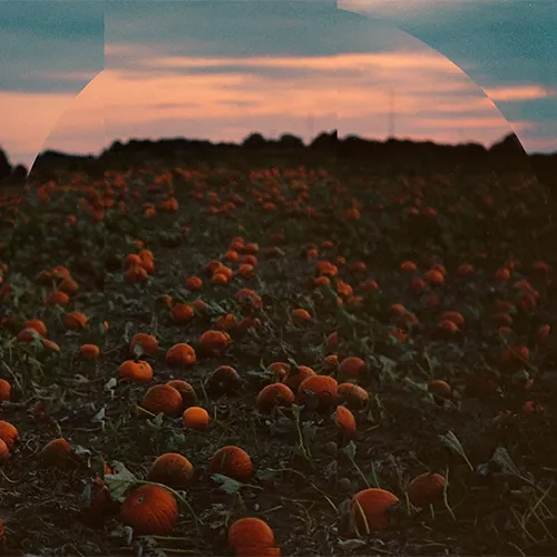 Øjeblikke vi husker - Hvalfugl