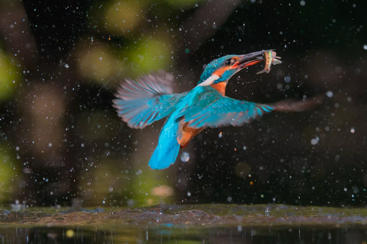 Den Emmy-belönade Netflix-dokumentären blir livekonsert på Avicii Arena