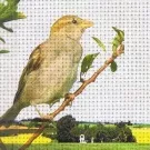 Sangskrivere udgiver hjemstavnssange