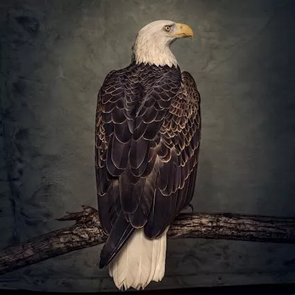 Book Of Bad Decisions - Clutch