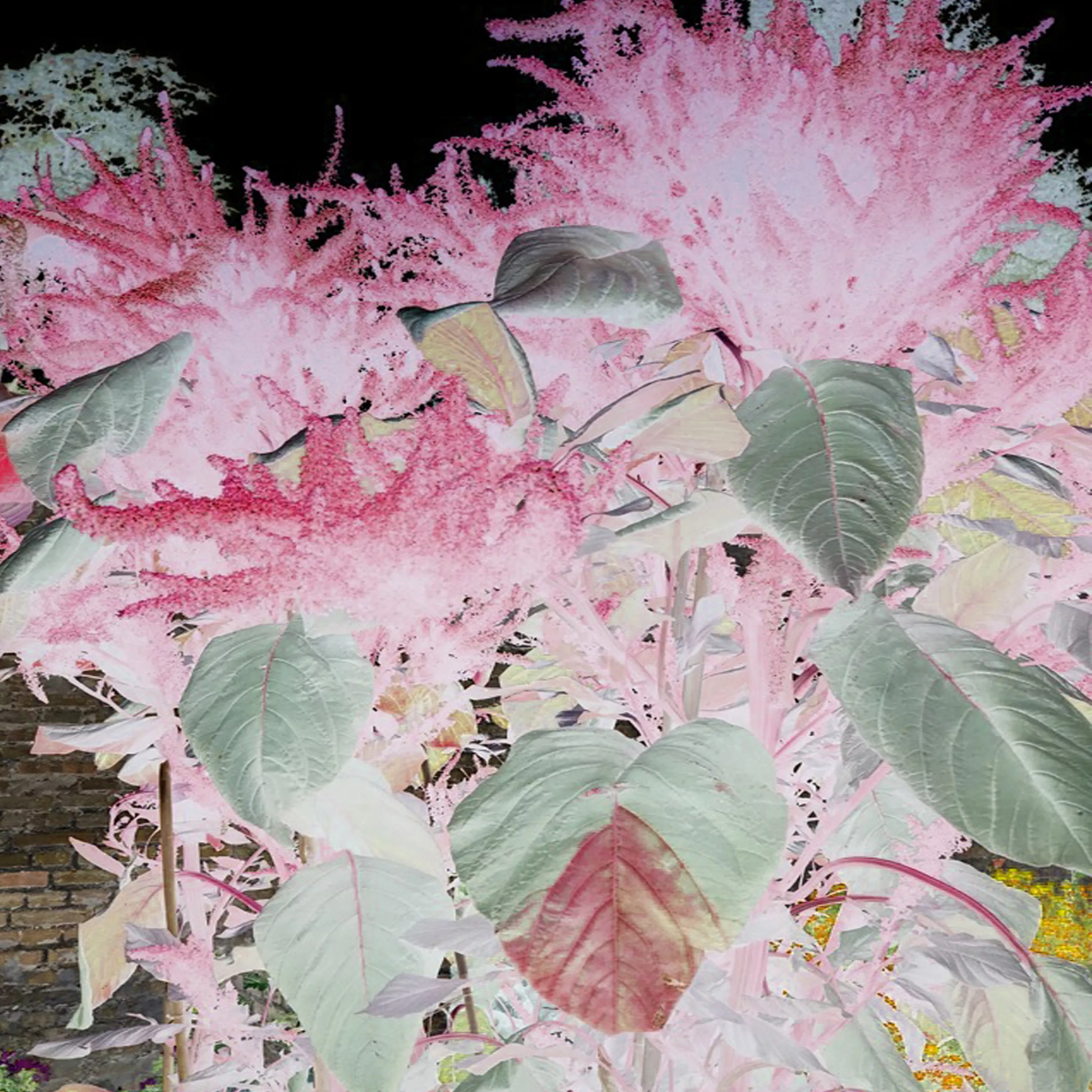 Cicadas - Lyla Haifa