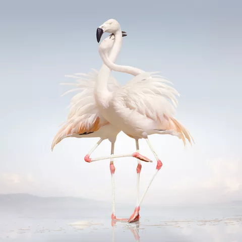 Green Language - Rustie