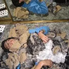 Nyt Our Brother The Native-album på vej