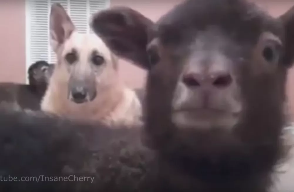 Se genialisk djur-tolkning av indiehit