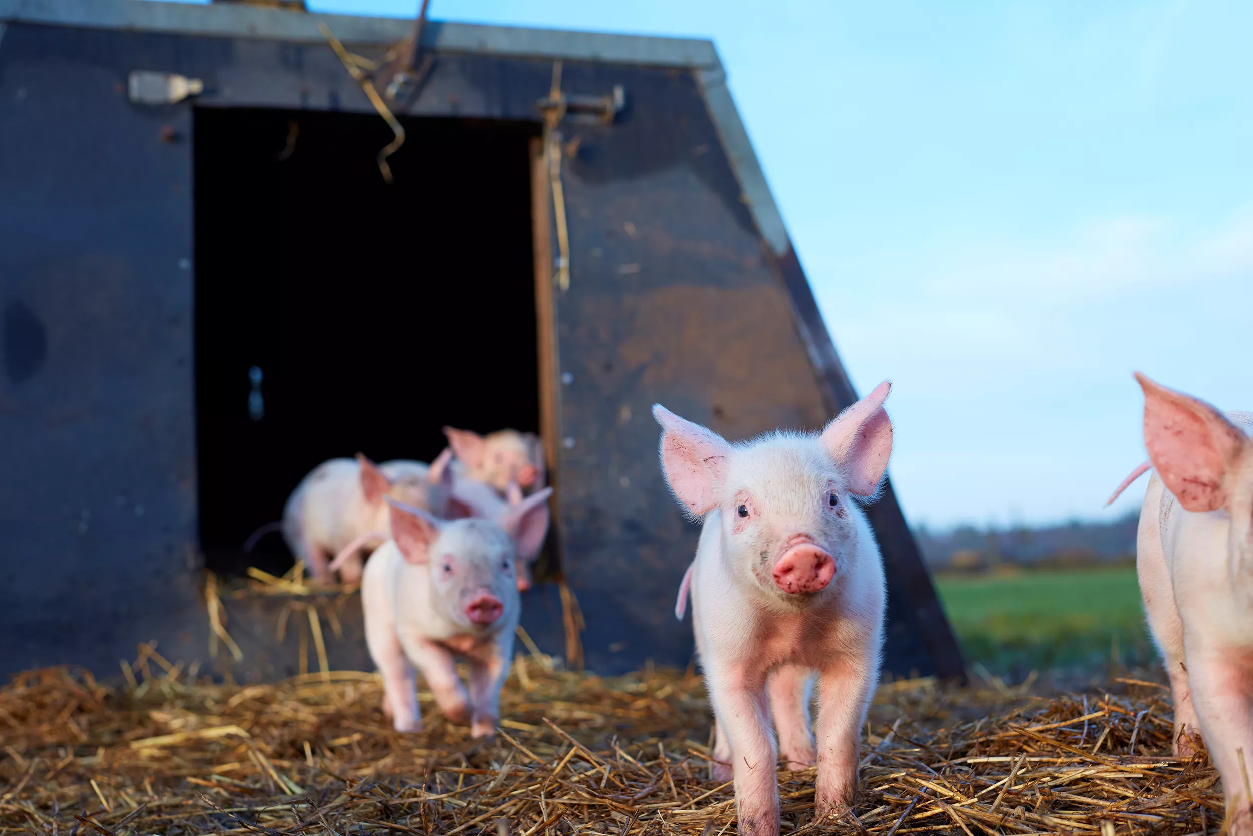 Dyrevelfærd - REMA 1000 i front i partnerskab med Dyrenes beskyttelse