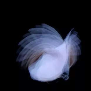 Feathermagnetik - Kira Kira