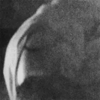 Sunspotted - Heavy Winged