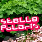 Stella Polaris til Amsterdam Dance Event
