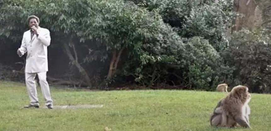 Zoo anlitar Marvin Gaye-look alike för att hjälpa apor komma i stämning