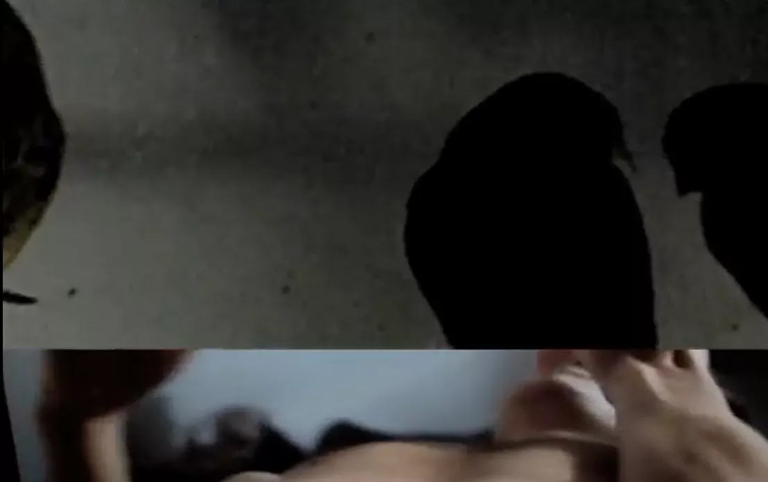 Fåglar och mystik i von Hausswolffs regi