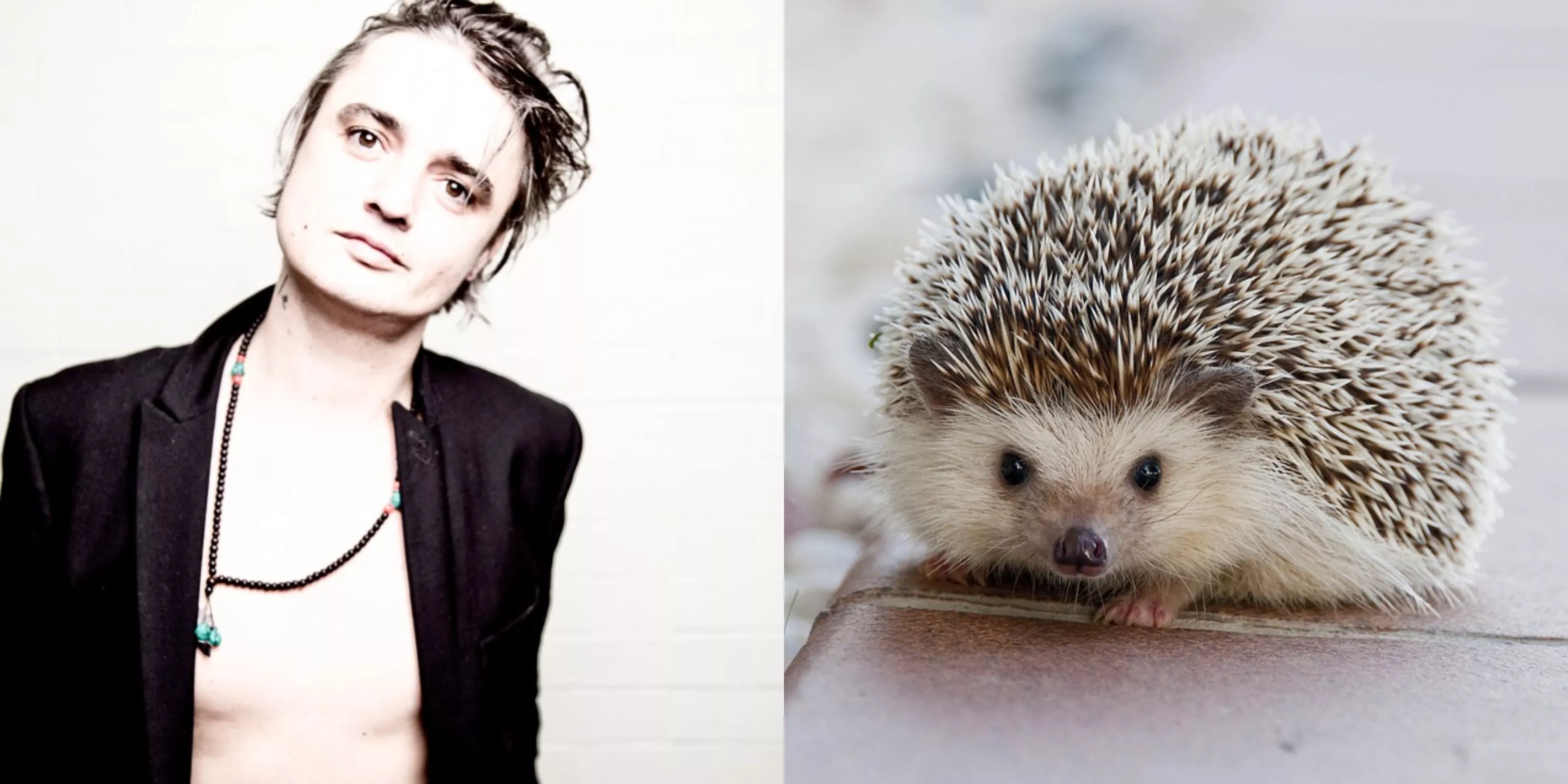 Pete Doherty till sjukhus efter igelkottsincident 