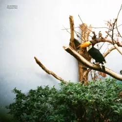 Polyester Skin - Jacob Bellens