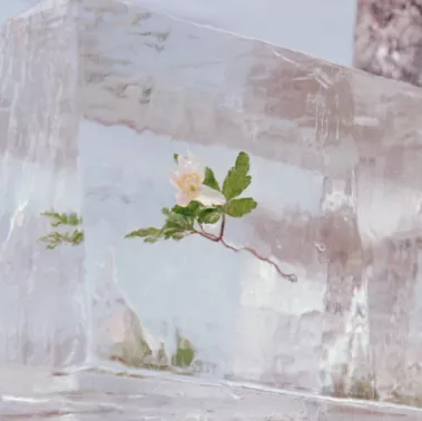 Windflowers - Efterklang