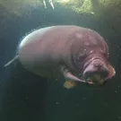 Søkoen Gaffa kommer til Randers Regnskov