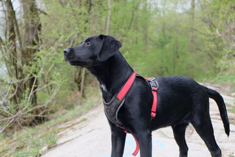 Kan ”Vapor Wake”-hunde forhindre angreb til koncerter?