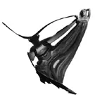 Første Sepiamusic-koncert i provinsen i morgen