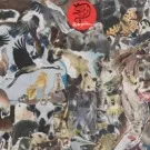 Oplev Snöleoparden som organist