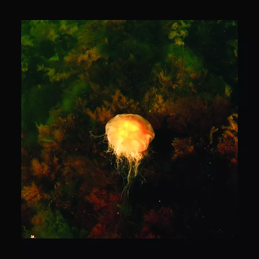 Archipelago Matters - Archipelago