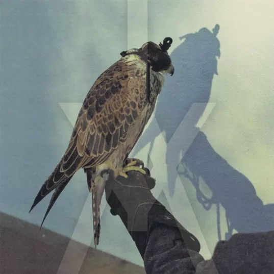 Iceage afslører albumdetaljer