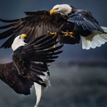 Retriever - Vita Bergen