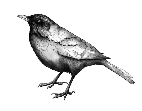 Turdus Merula - Day of the Organic Blackbirds