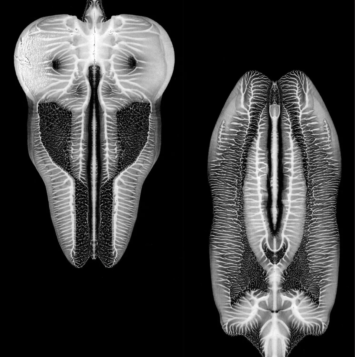 Dances In Dreams Of The Known Unknown - The Skull Defekts