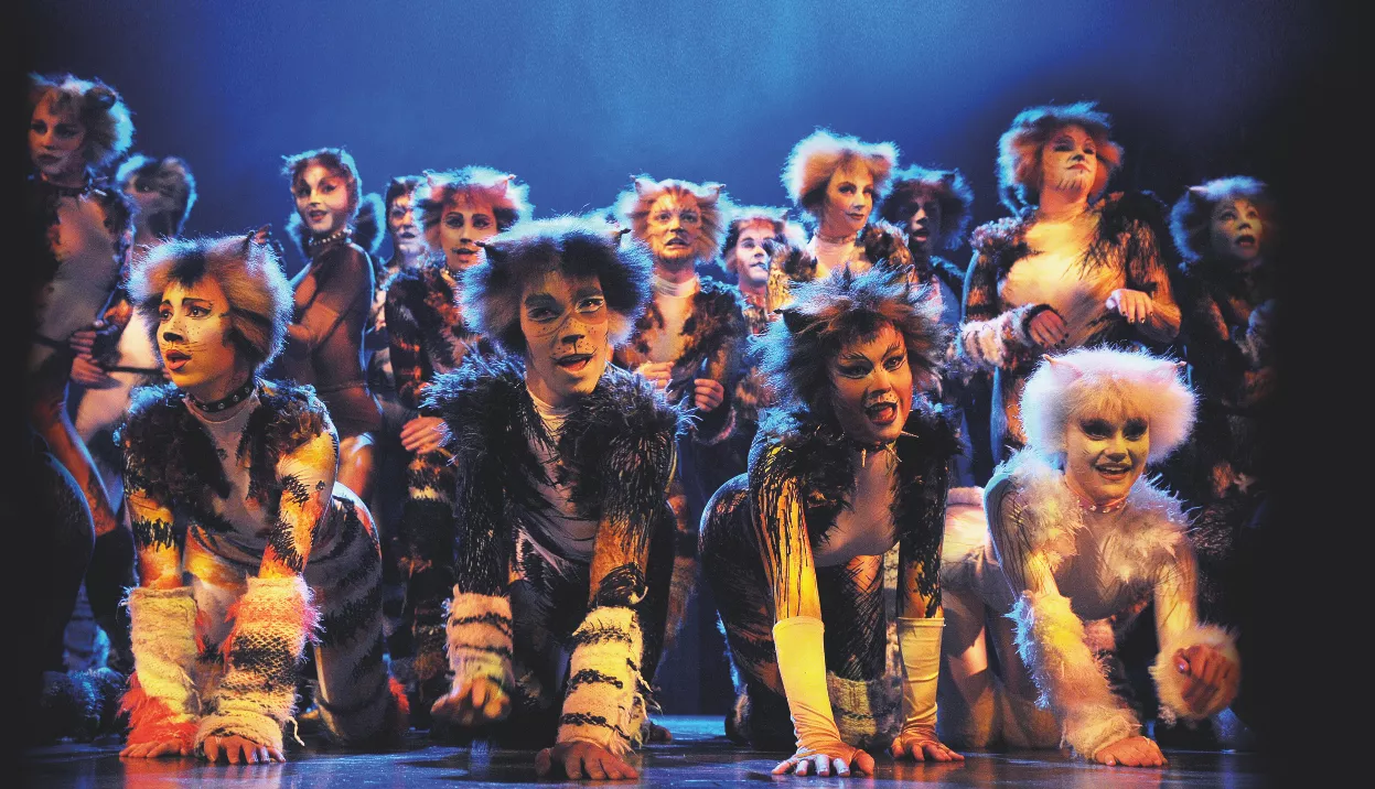 Slitesterke katter til Norge