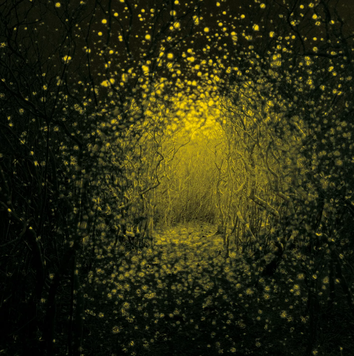Burst Apart - The Antlers