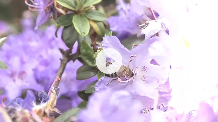 Video: Den danske psych-gruppe Silque byder sommeren velkommen