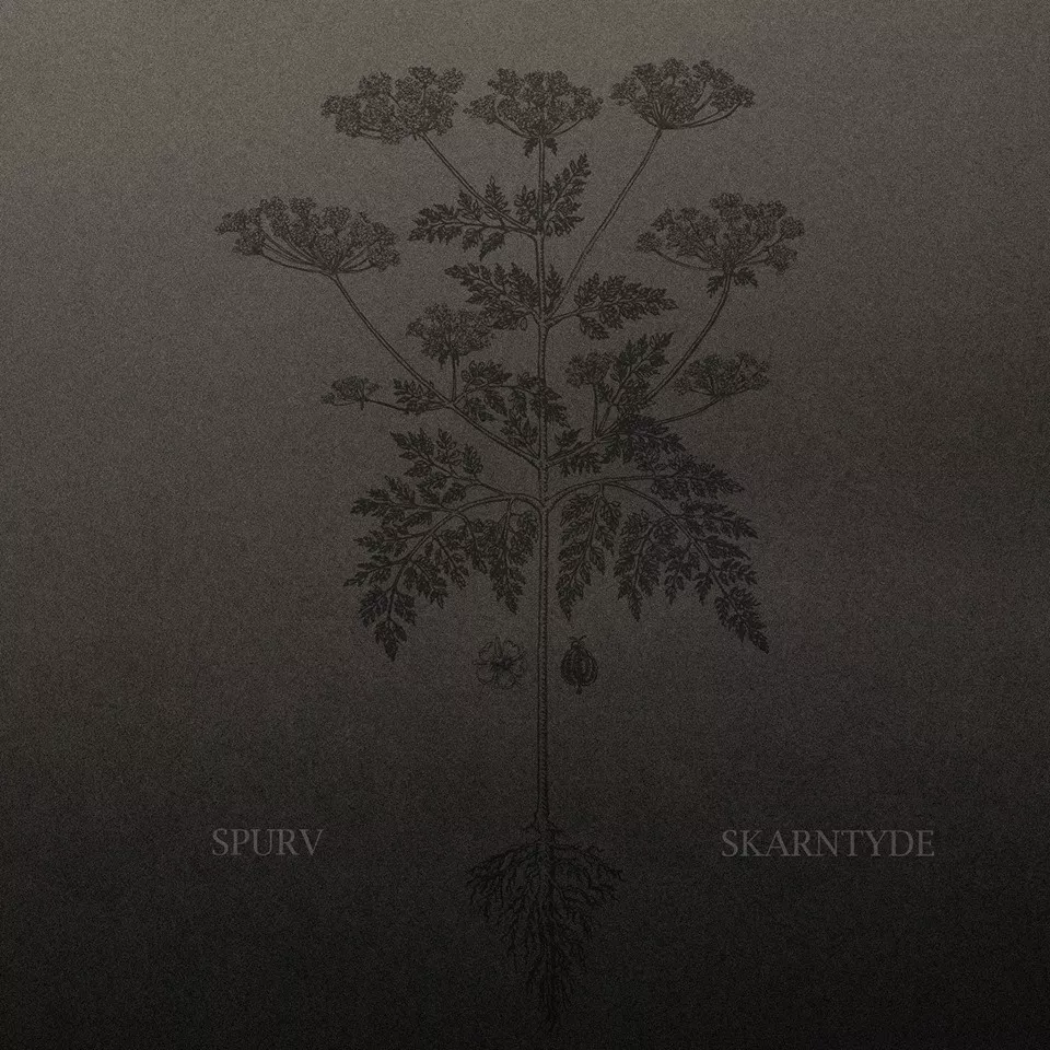 Skarntyde - Spurv