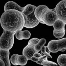 Paul McCartneys influenza-bakterie sat til auktion