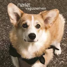 Vagusnerven - Mørtel