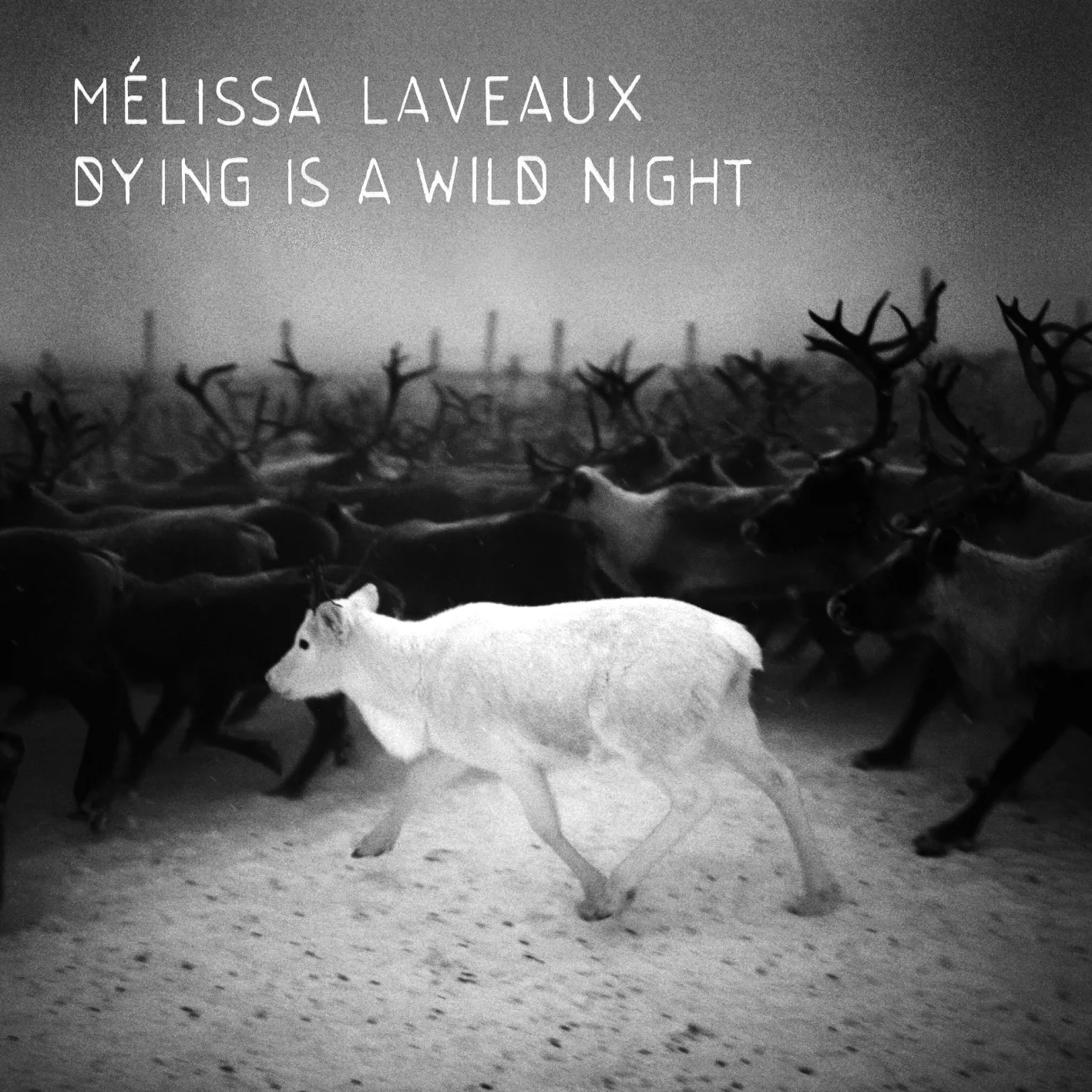 Dying Is A Wild Night - Mélissa Laveaux