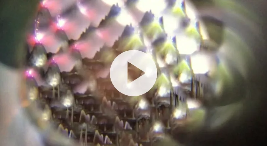 Premiere: Se Agnes Obels nye video "Golden Green", instrueret af Jonas Bjerre fra Mew