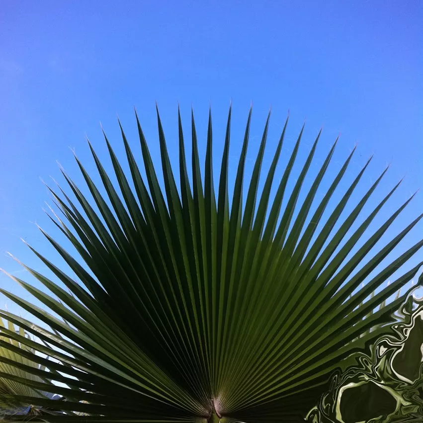 Away - Reptile Youth