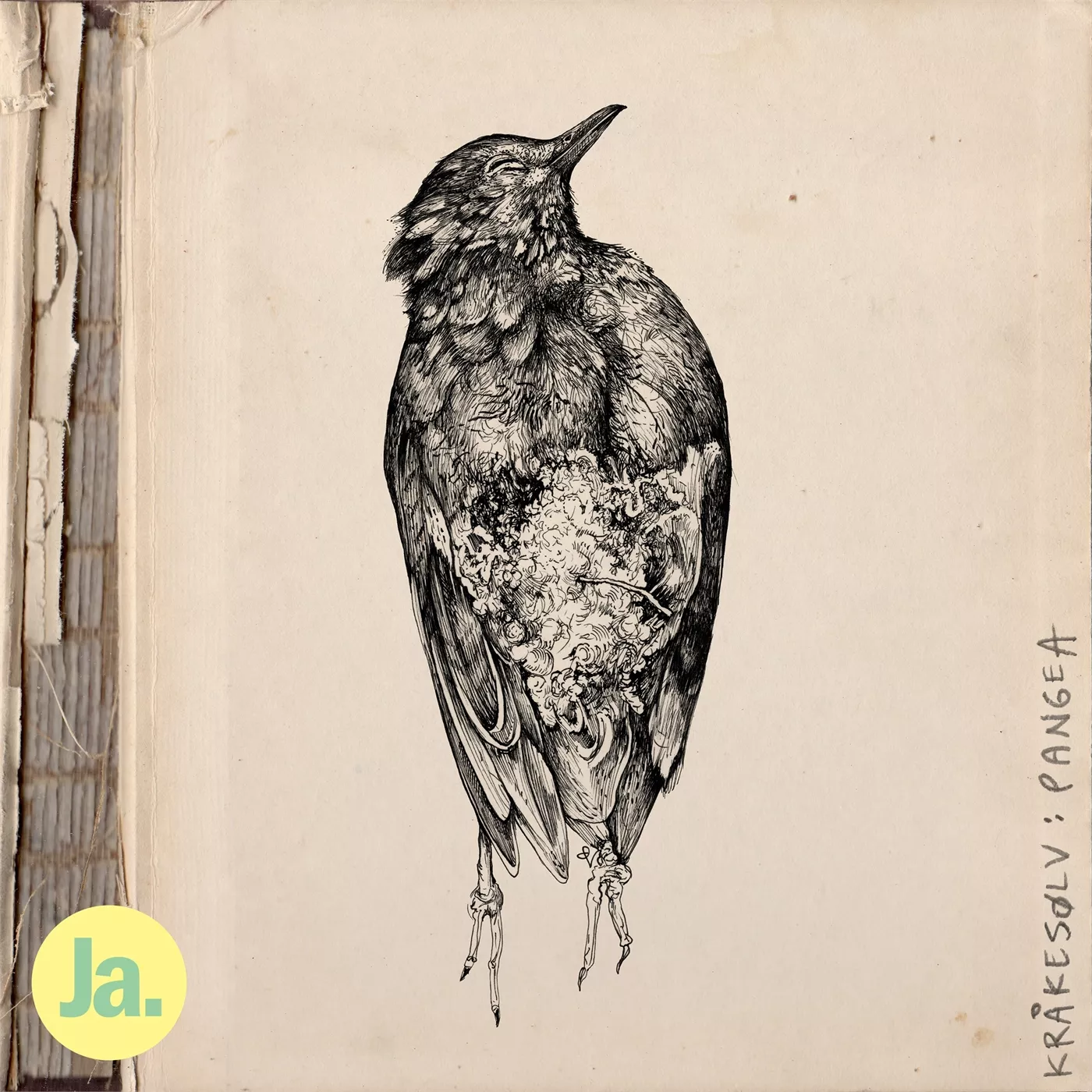 Pangea - Kråkesølv