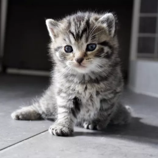 Killing udgiver sommerhit