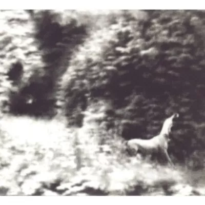 Ghost Songs - Syd Matters