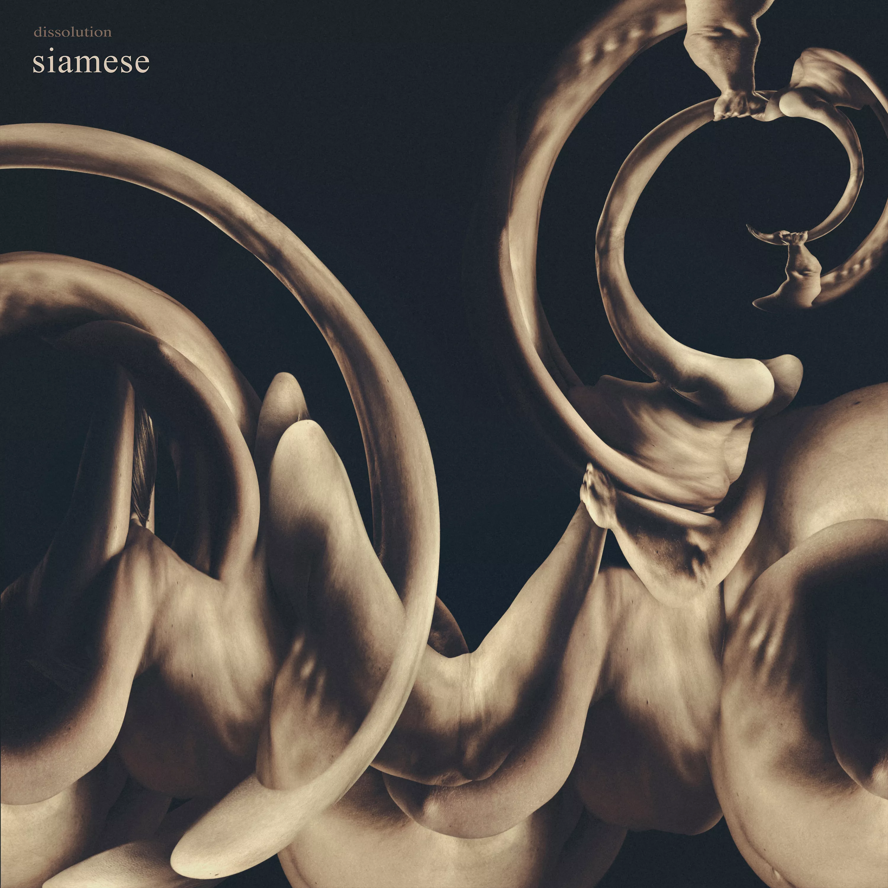 dissolution - Siamese
