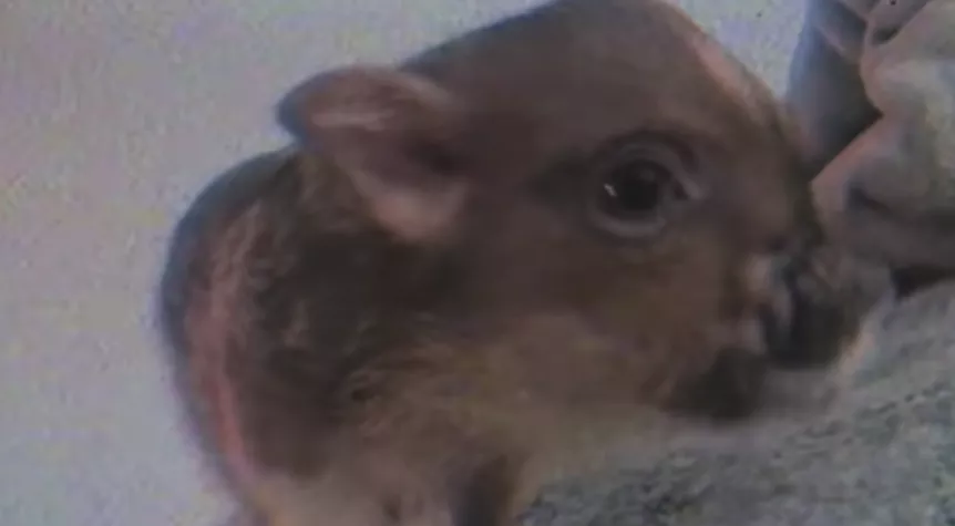 VIDEO: Ariana Grandes kælegris har indtaget hovedrollen