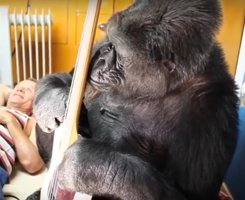 Hjertevarmende video: Flea møder sin overabe