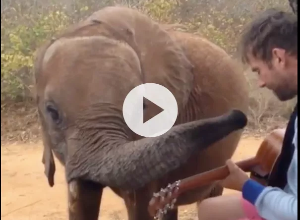 Se Damon Albarn spille sang for begejstret elefant