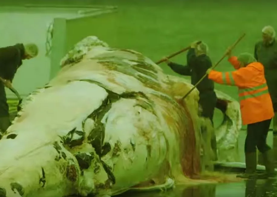 VIDEOPREMIÄR: Patrik Jakubowski om hur naturens skönhet degraderas