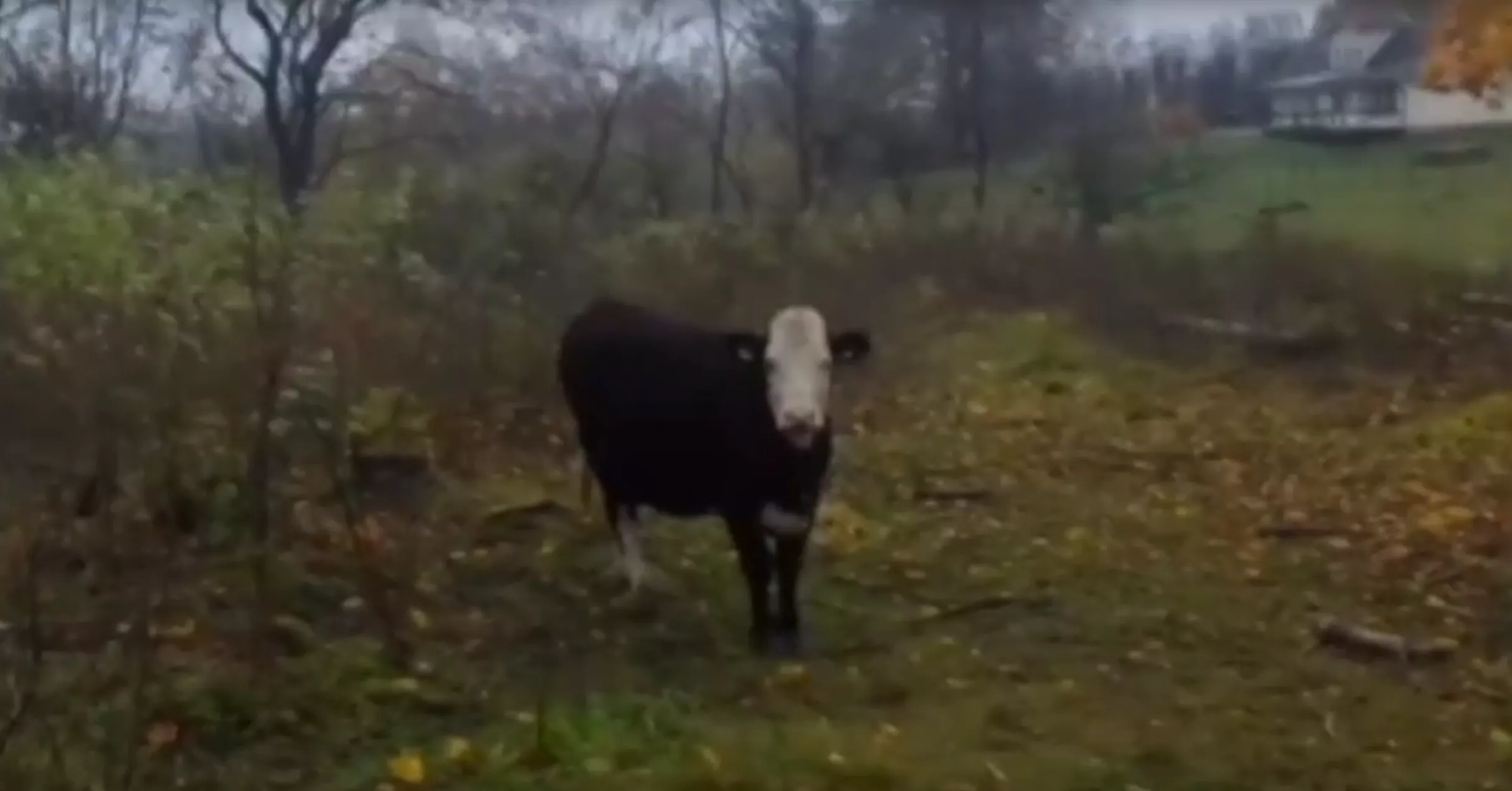 VIDEOPREMIÄR: Sista Bossen – Kvällar