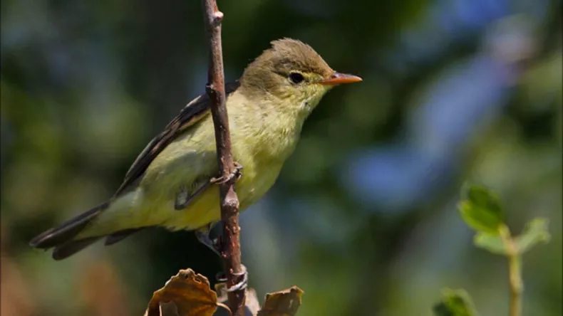 Dansk fugle-kvintet med på franske Buddha Bars nye compilation 