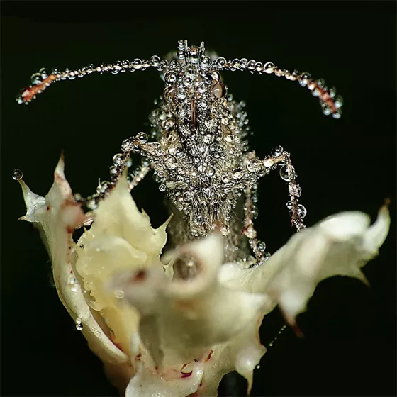 Eye Contact - Gang Gang Dance