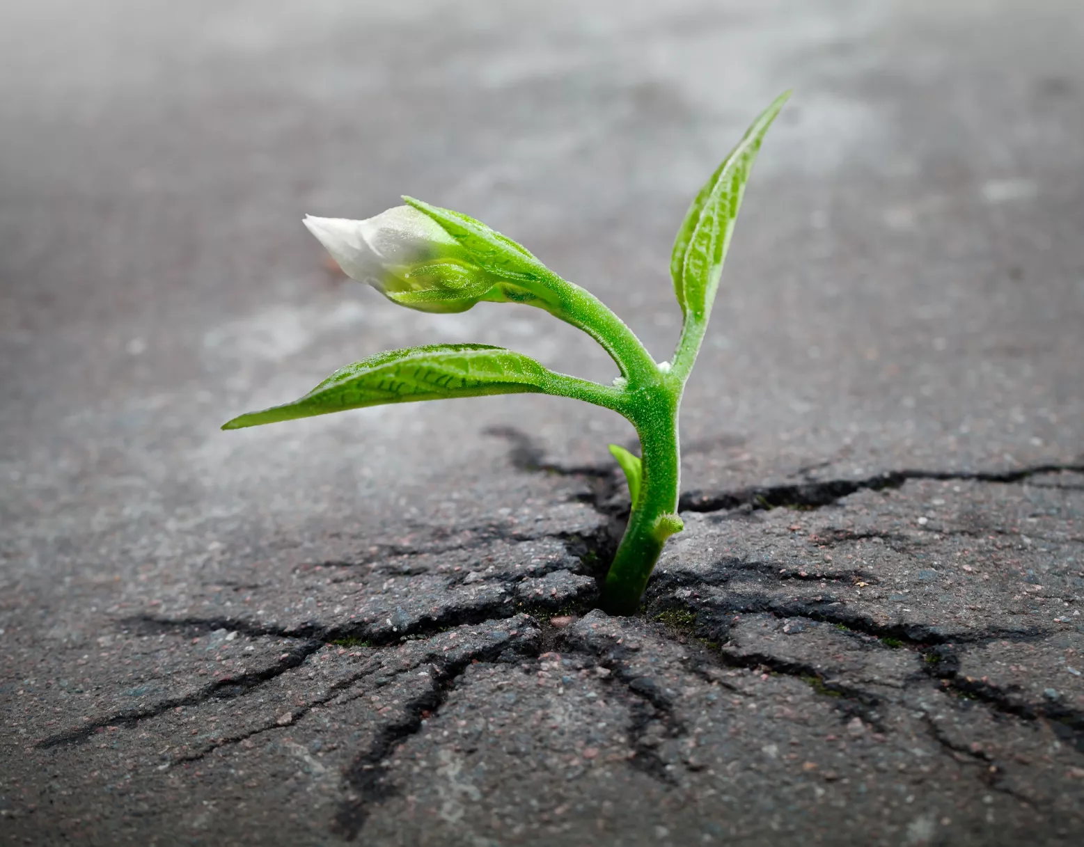 ORDET ER FRIT: Livemusikkens genstart – fra krise til udvikling?