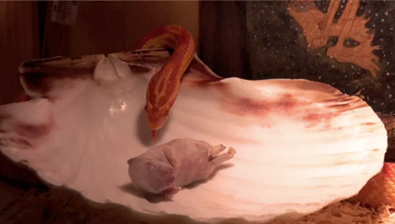 Se slangekriblende video med Er De Sjældne